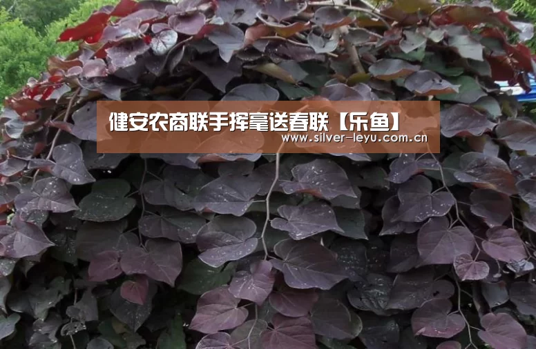 乐鱼体育入口